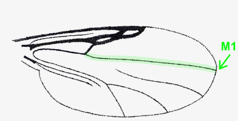 M1, Pale Spot/band Spanning The Vein - Sketch, transparent png download