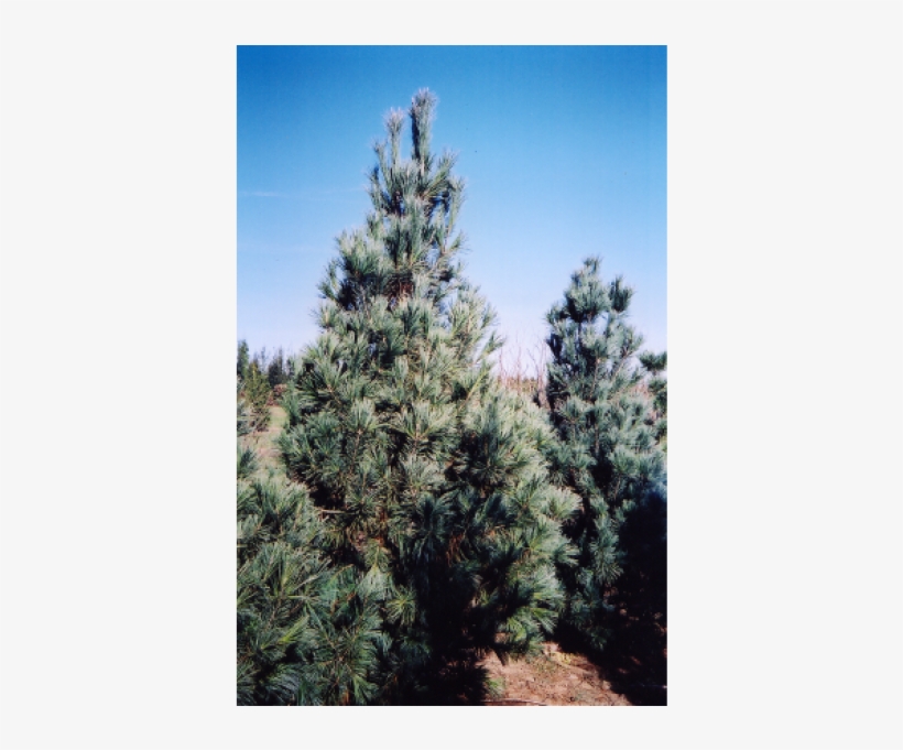 Mexican Pinyon, transparent png download