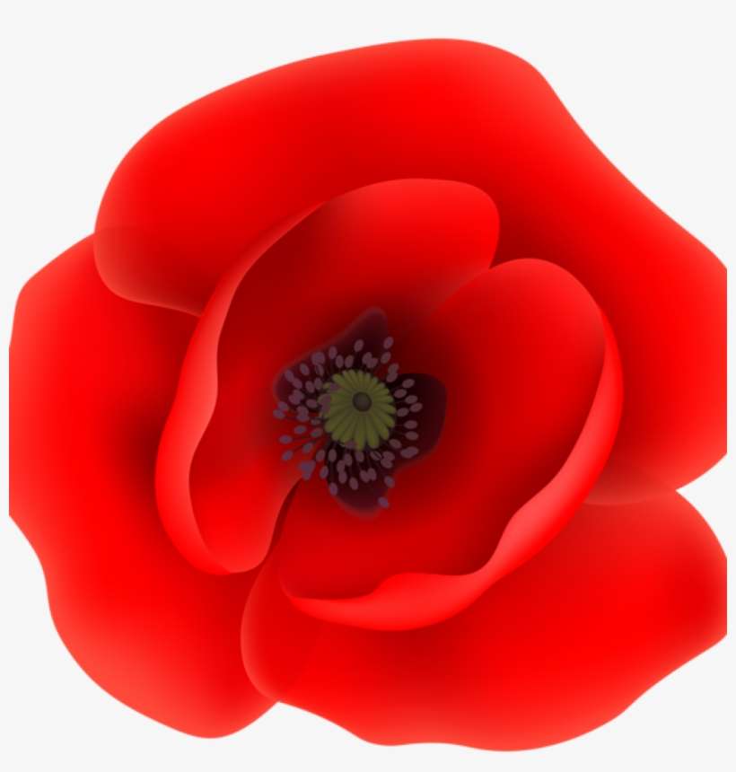 Poppy Flower Clip Art This Png Image Poppy Flower Clip - Poppy On Transparent Background, transparent png download