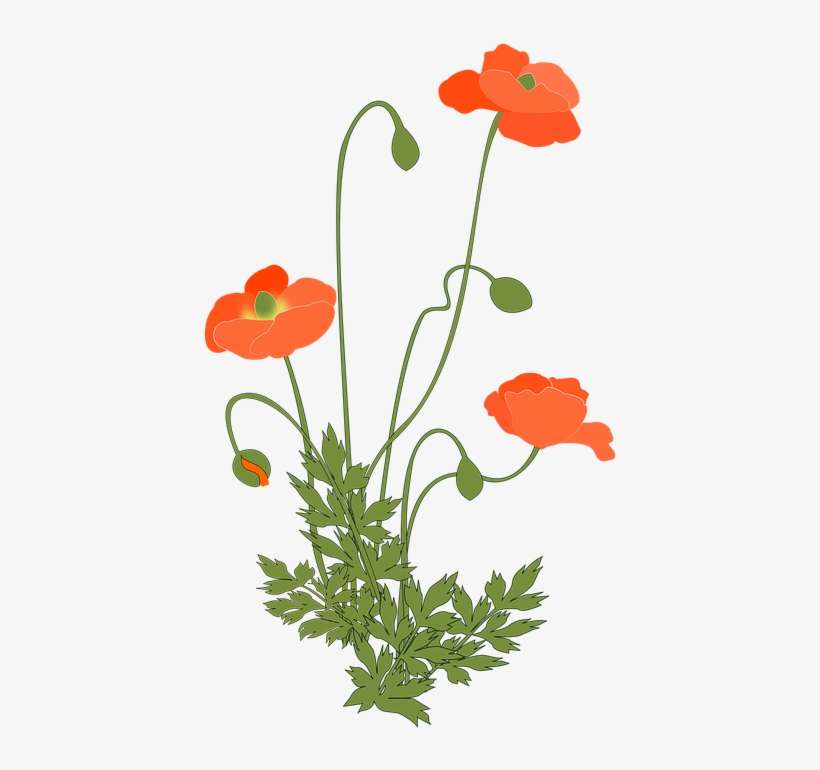 Poppy, Corn Poppy, Flowering Plant, Pink - Coquelicot Plante, transparent png download