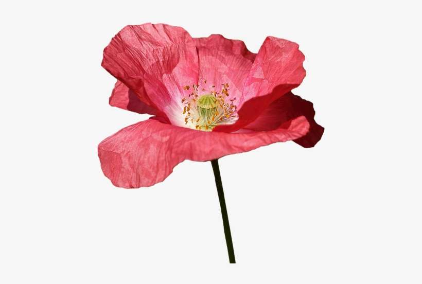 Poppy, transparent png download