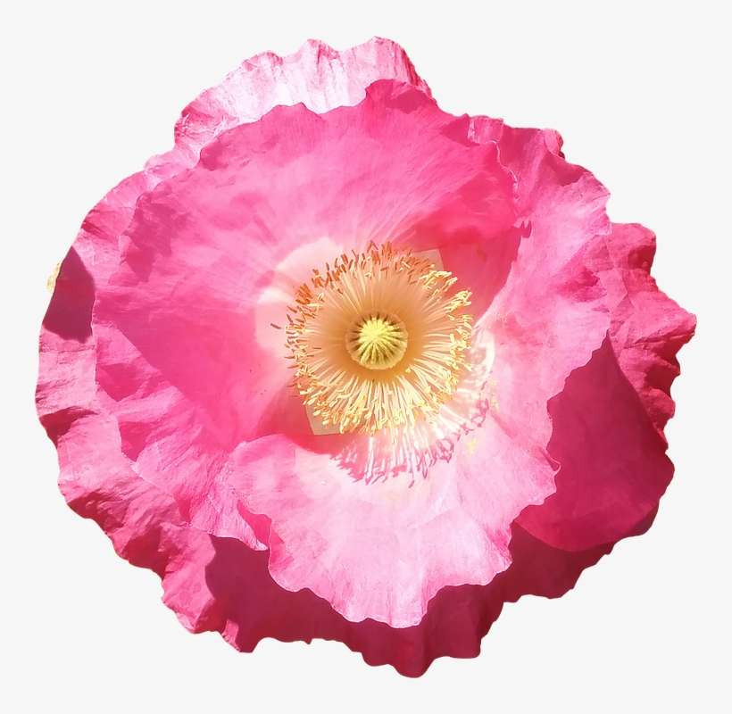 Flower, Poppy, Pink, Summer, Flowers Isolated - Pink Poppy Flower Png, transparent png download