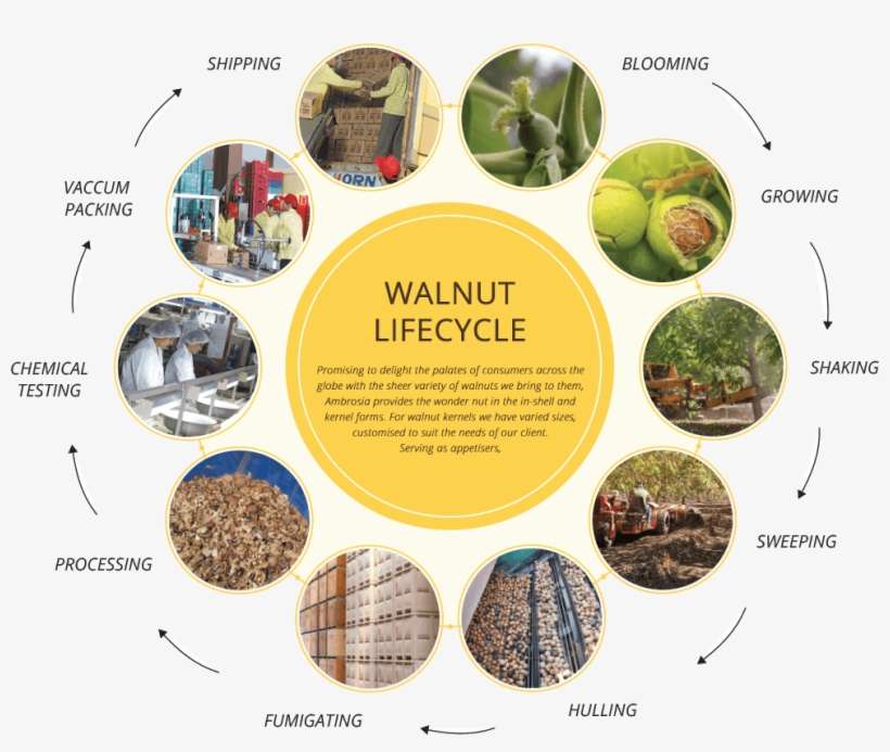 Ambrosia Walnuts-process Cycle - Life Cycle Of A Walnut, transparent png download