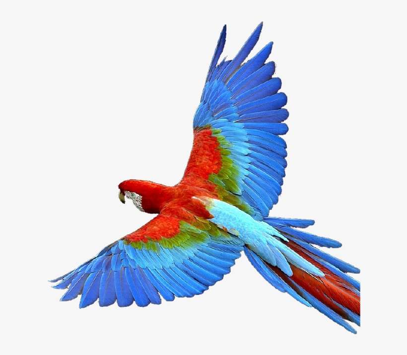 ¡haz Del Amazonas Tu Mejor Aventura - Colorful Birds Flying Png, transparent png download