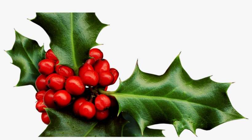 Holly-1204x564 - Clipart Holly Berries Png, transparent png download