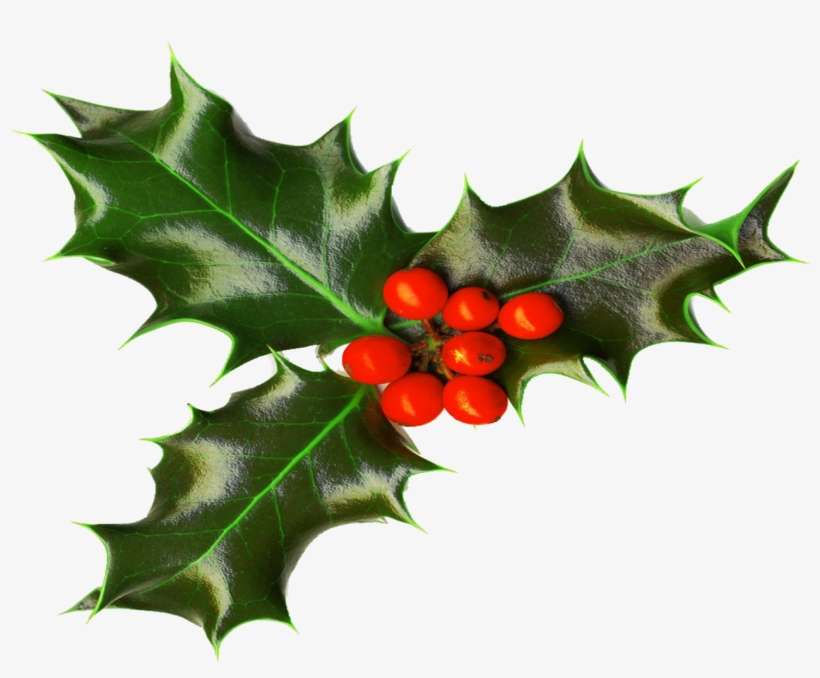 Holly - Holly Png Transparent, transparent png download