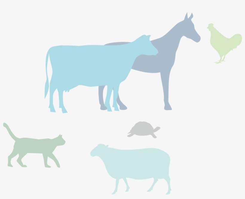 Horse, transparent png download