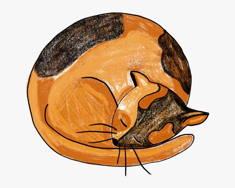 Sleeping Cat Procreate - Illustration, transparent png download