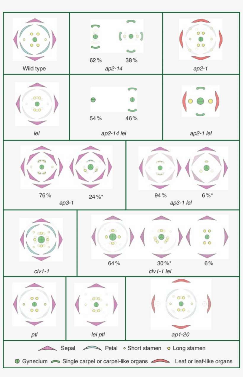 Generalized Floral Diagrams Of Wild Type, Single And - Flower, transparent png download