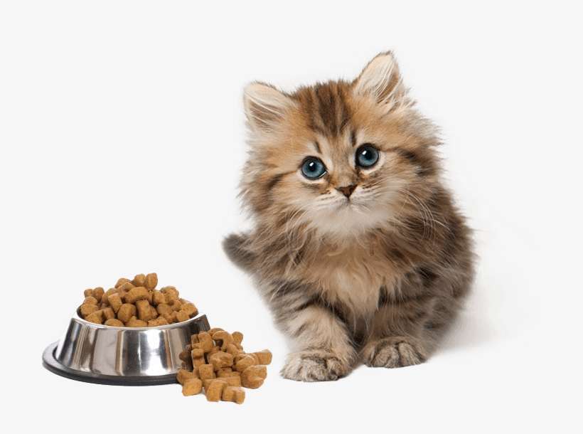 Just Like Other Pets, Cats Are Also Capable To Learn - Kittens Png, transparent png download