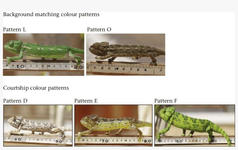 Background Colour Matching Patterns And Courtship Colour - Common Chameleon, transparent png download