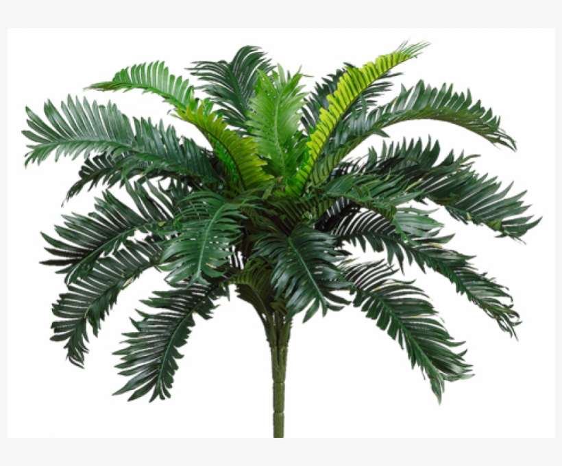 22" Cycas Palm Bush X20 - Palm Trees, transparent png download