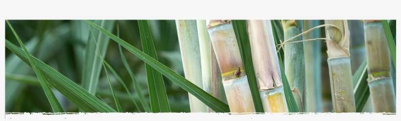 Cad Web Sugarcane 1800×600 - Sugarcane Meaning In Hindi, transparent png download
