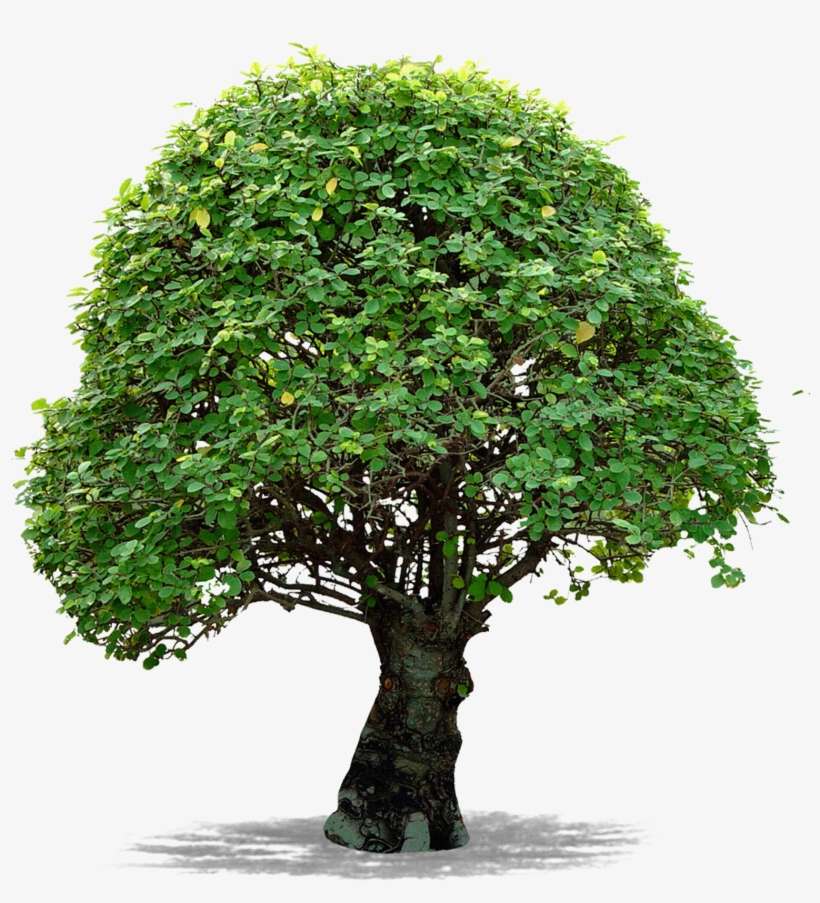 Árvore Transparente - 树 高清 Png, transparent png download
