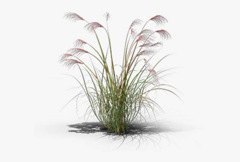 View In My Picture - Sweet Grass, transparent png download