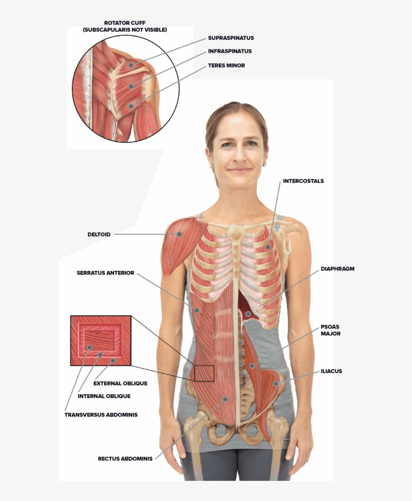 Torso And Shoulder Anatomy - Standing, transparent png download