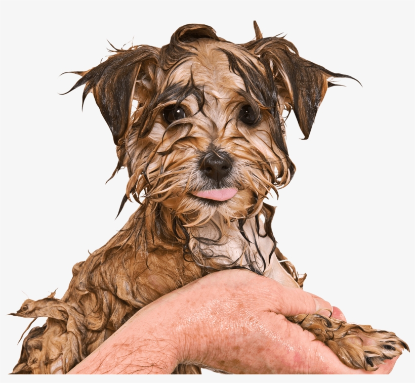 Maltese Yorkie Mix, transparent png download