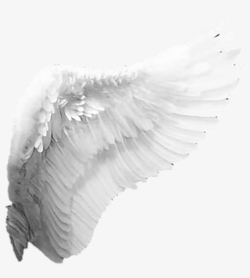 Angel Wings Png, transparent png download
