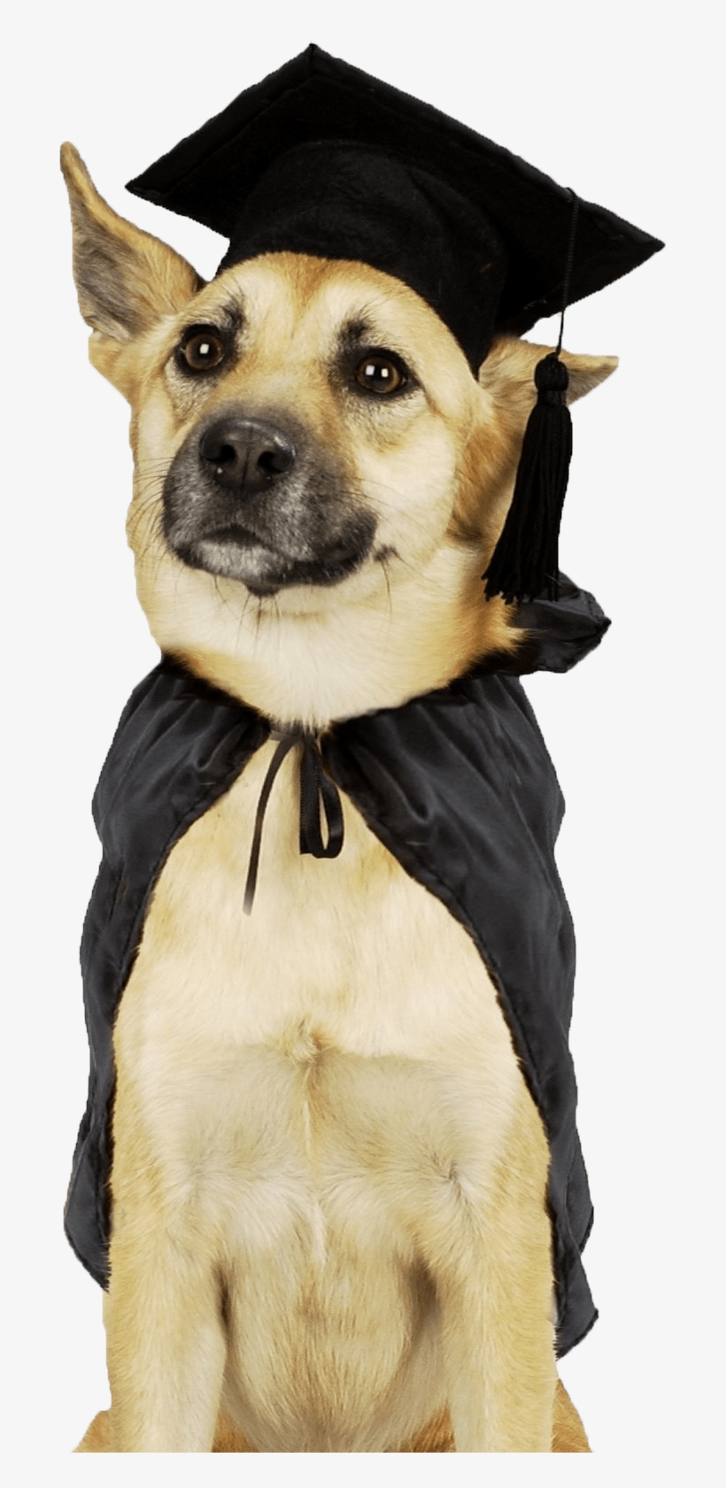 No Adestramento, São Ensinados Alguns Exercícios Ao - Dog With Cap And Gown, transparent png download