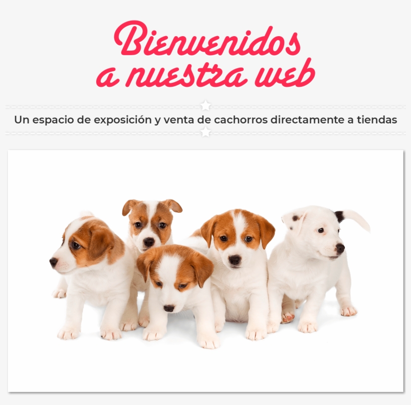 Imagen De Bienvenida A La Web De Dismucan - Jack Russell Terrier, transparent png download