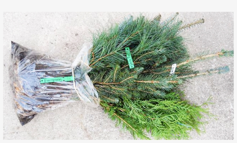 Mexican Pinyon, transparent png download