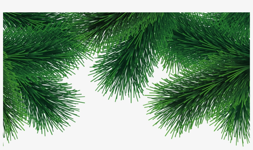Fir Tree Png3696 Half - White Pine, transparent png download