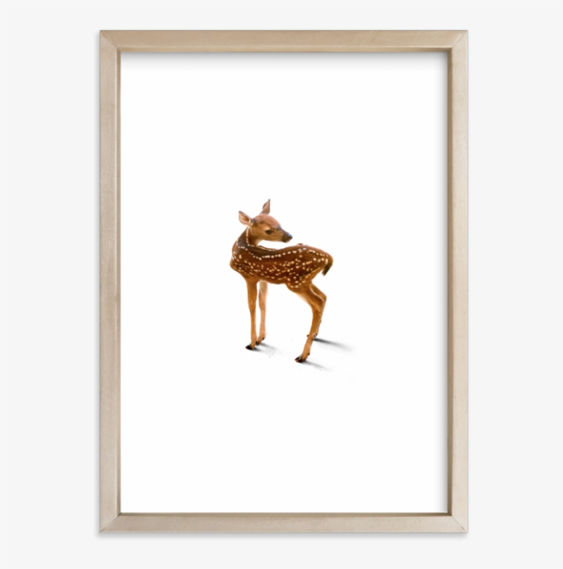 Baby Deer Print - Picture Frame, transparent png download