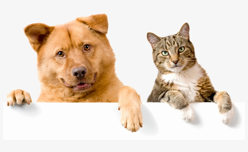 Domestic Cat And Dog, transparent png download