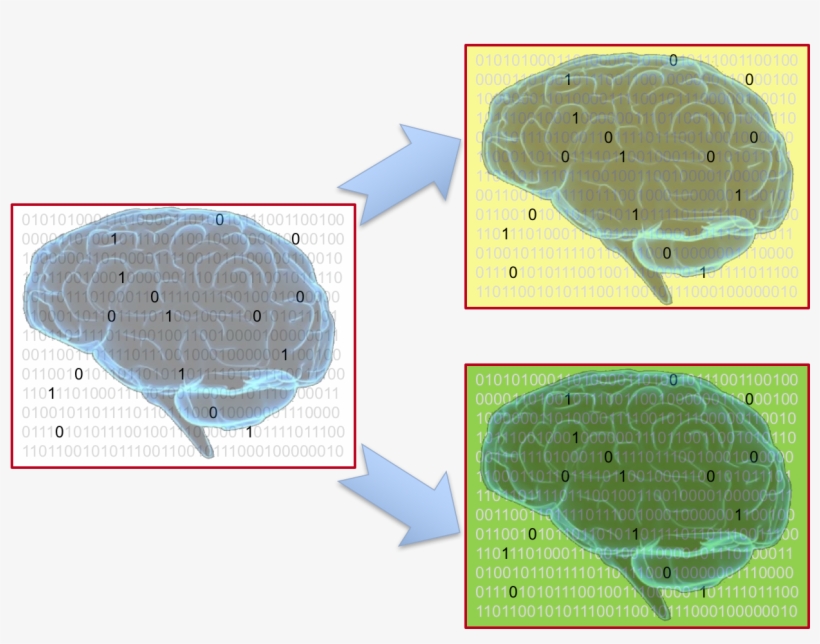 No Two Brains Are Alike - Brain, transparent png download