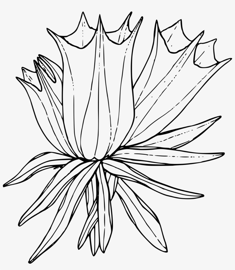 Sketch Of A Wild Flower On A White Background - Easy Drawings Of Plants In The Arctic, transparent png download
