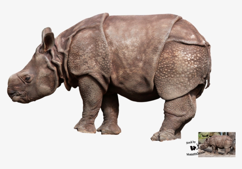 Cut Out Stock Png 87 Baby R - Sumatran Rhino White Background, transparent png download