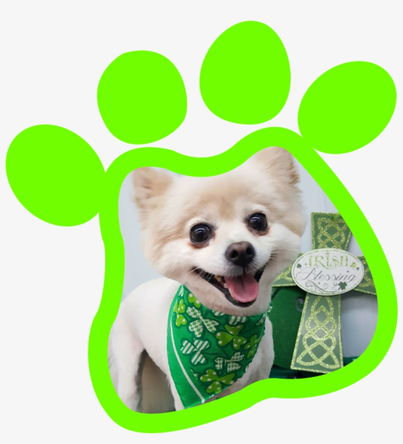 Paw Print Gallery20180315 19177 10kru5n - Companion Dog, transparent png download