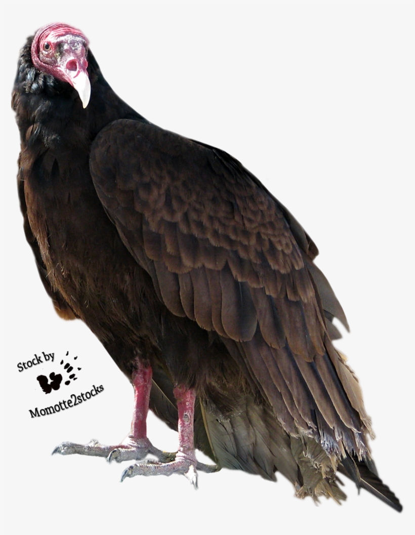 Turkey Bird Png High-quality Image - Turkey Vulture Transparent Background, transparent png download