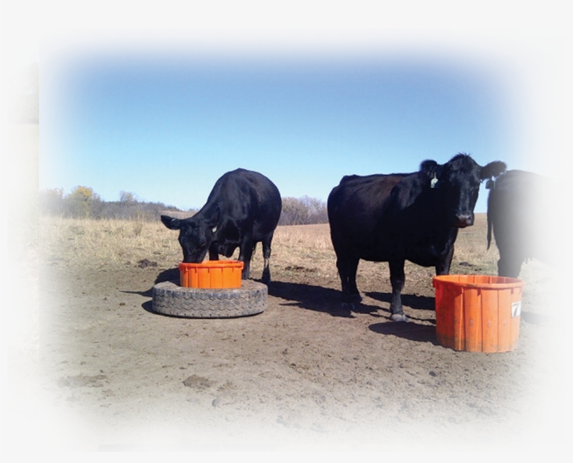 Let's Work Together To Proactively Ensure We Optimize - Bull, transparent png download