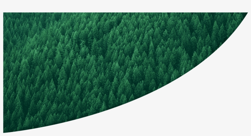 Tree, transparent png download