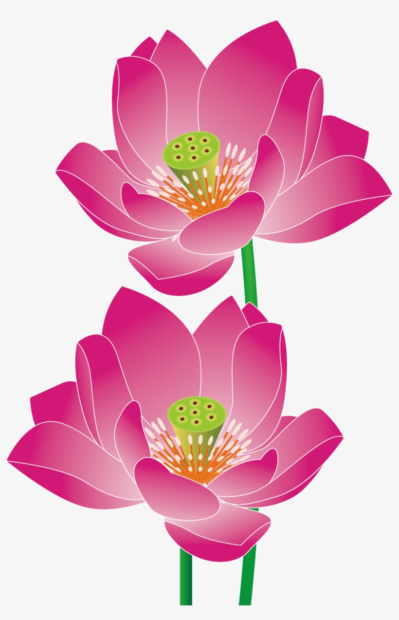 Nelumbo Nucifera Euclidean Vector - Chinese Lotus Vector, transparent png download