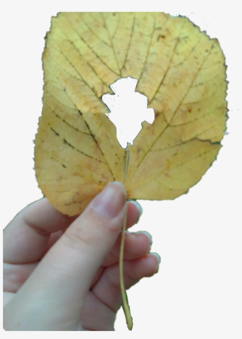 Report Abuse - Flower, transparent png download