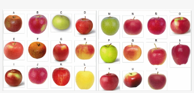 Variedades De Manzana, transparent png download