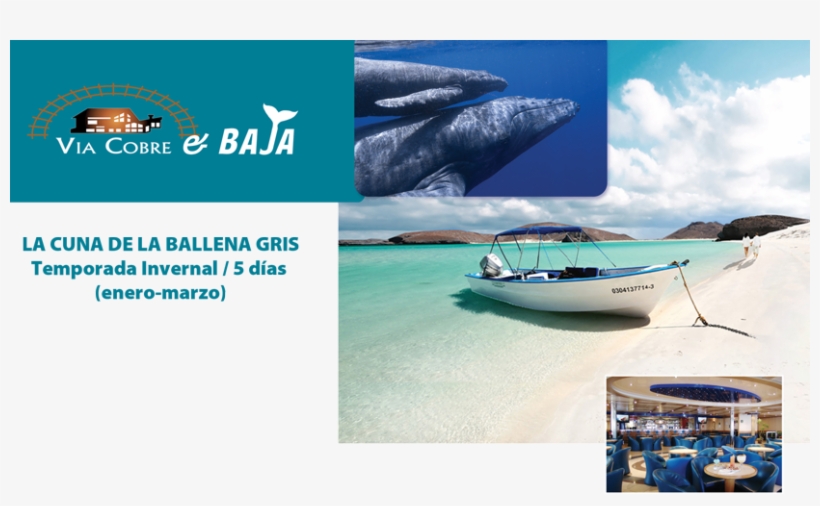 T Baja Cuna De La Ballena - Boat, transparent png download