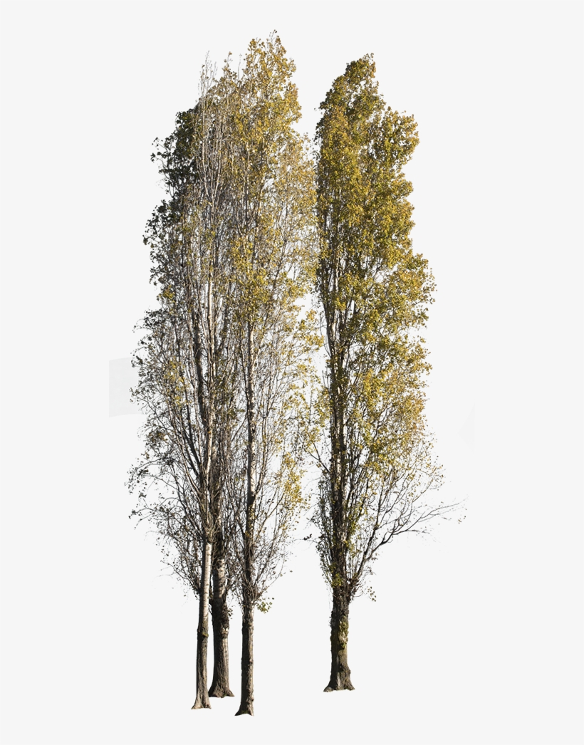 Populus Nigra Group Autumn, transparent png download