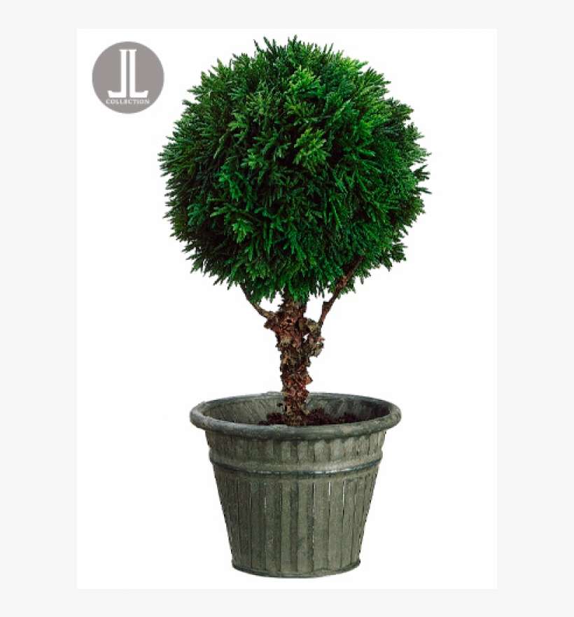 13" Cedar Ball Topiary In Tin Pot Green - Bonsai, transparent png download