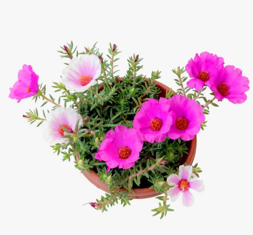 African Daisy, transparent png download