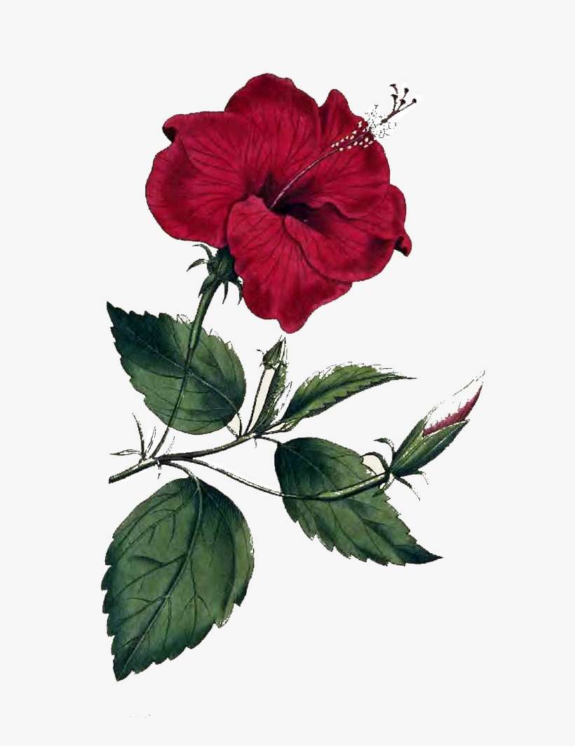 Flower Png Image - Hibiscus Rosa Sinensis Drawing, transparent png download