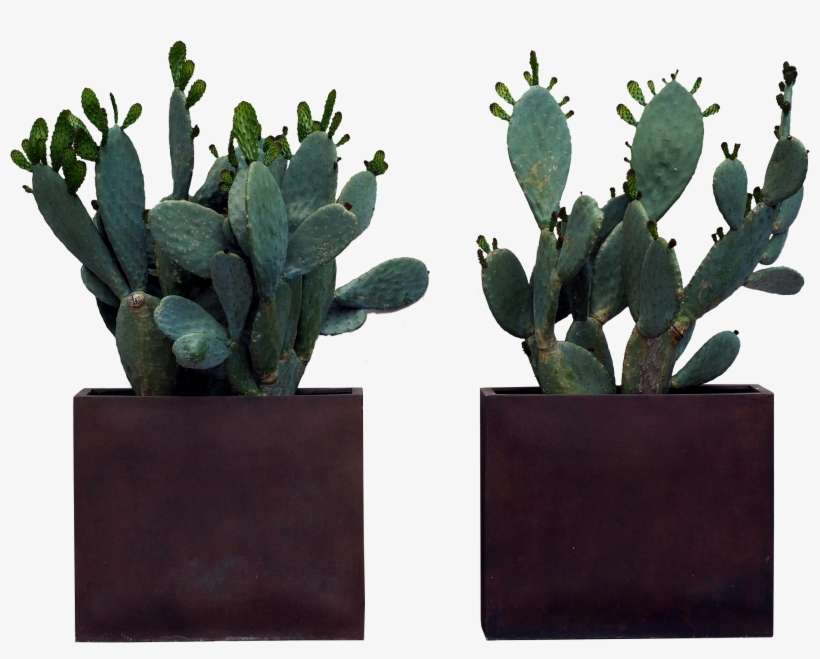 Download - Eastern Prickly Pear, transparent png download