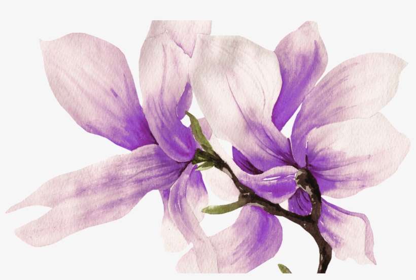Hand Painted Purple Magnolia Flower Png Transparent - Transparent Magnolia, transparent png download