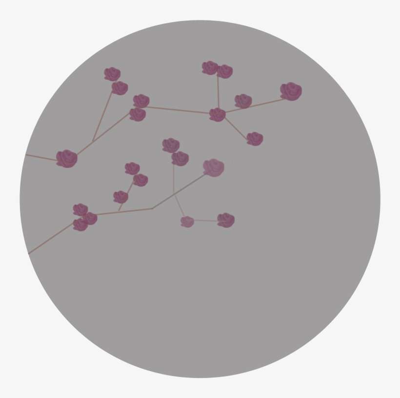 Rosas, Centifolias, Y Flor De Manzano - Circle, transparent png download