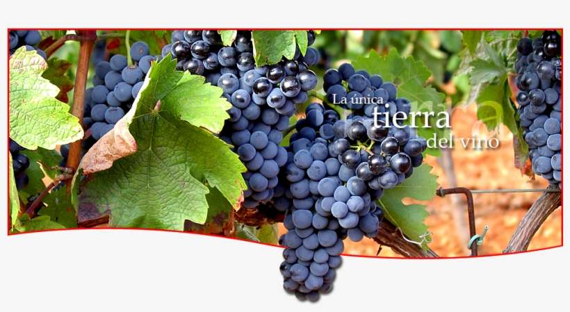 History - Seedless Fruit, transparent png download