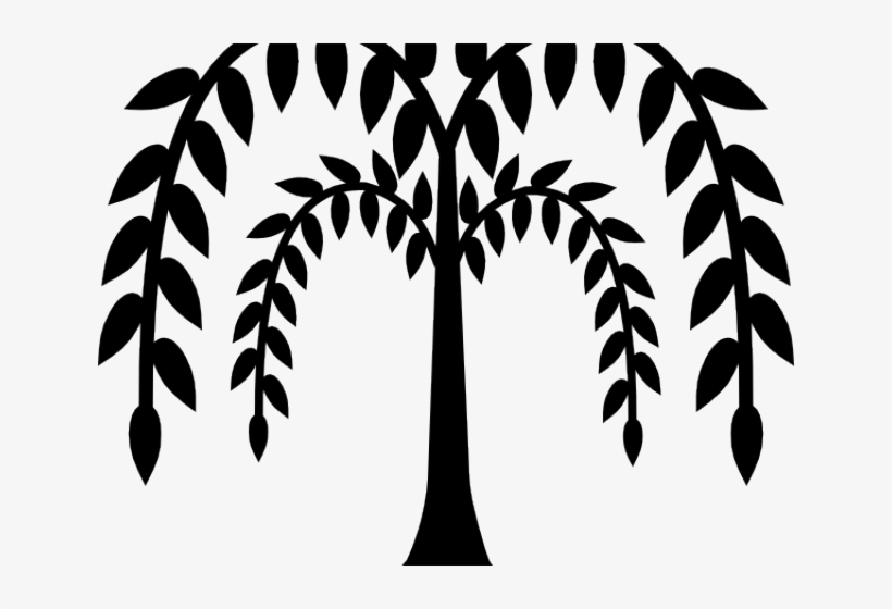 Plant Clipart Tree - Weeping Willow Clipart, transparent png download