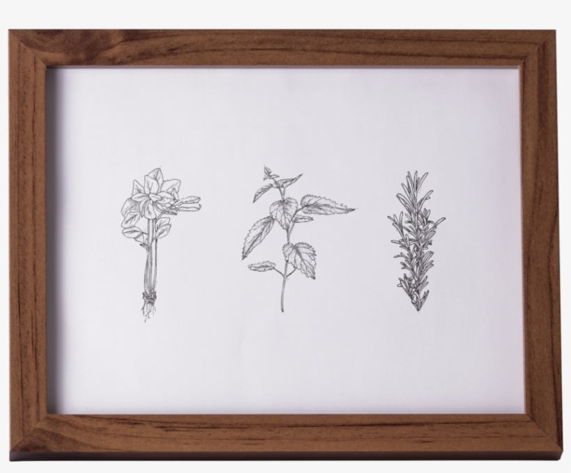 Element Herb Associations - Picture Frame, transparent png download