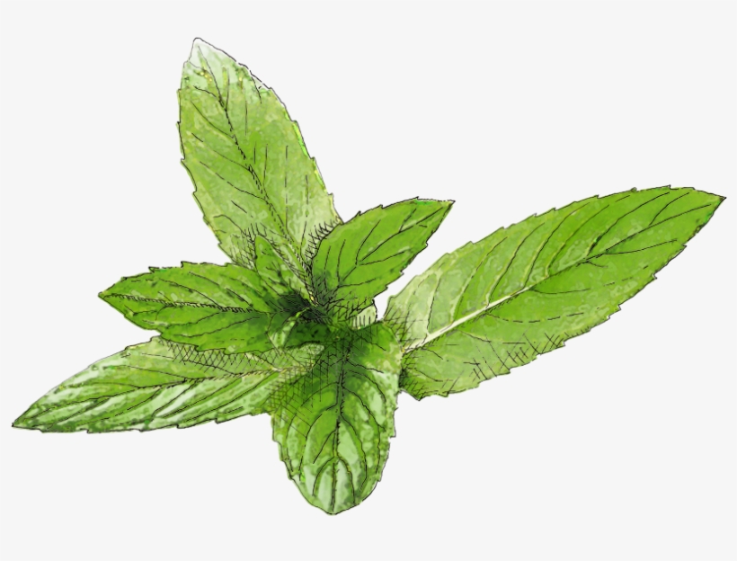 Beauty And Health - Feuille Menthe Png, transparent png download